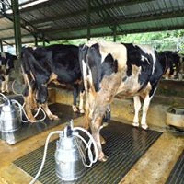 MILKING PARLOR